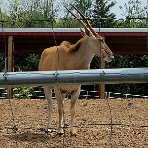 Common Eland