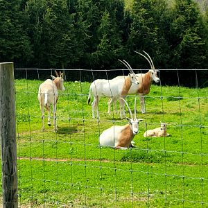 Scimitar-Horned Oryx