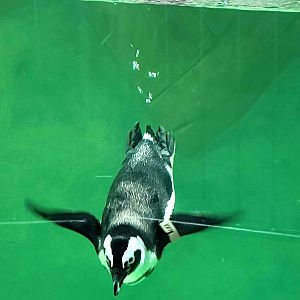 African Penguin