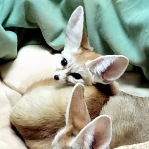 Fennec Fox