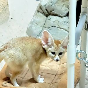 Fennec Fox