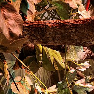 Emerald Green Tree Boa