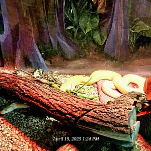 Burmese Python