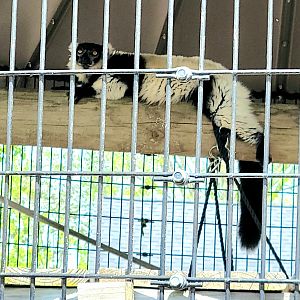 Black And White Ruffed Lemur