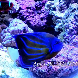 Blue Ring Angelfish