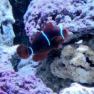 Maroon Clownfish