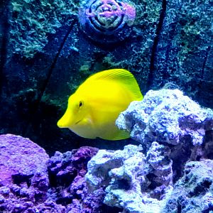 Yellow Tang