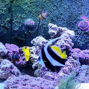Longfin Bannerfish