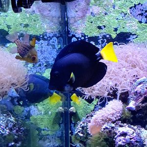 Pajama Cardinalfish & Yellow-Tailed Tang