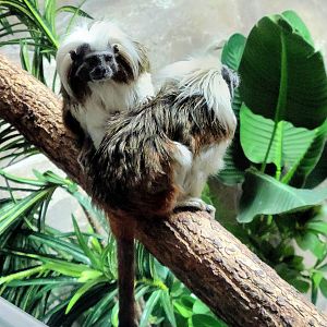 Cotton-top Tamarin