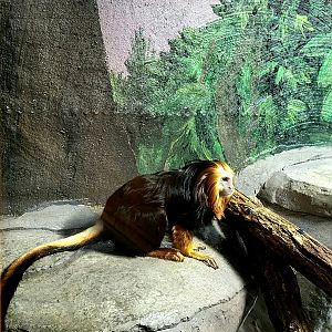 Golden Headed Lion Tamarin