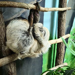 Linnaeus's Two-Toed Sloth