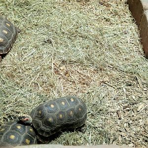 Red-Footed Tortoise