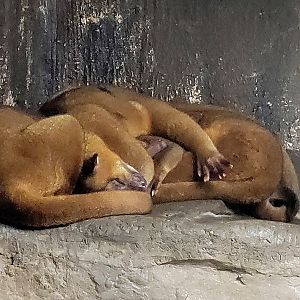 Kinkajou