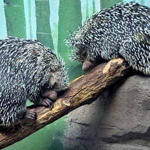 Prehensile-Tailed Porcupine