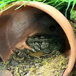 Cane Toad