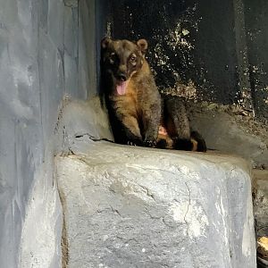 South American Coati