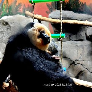 White-Faced Saki Monkey