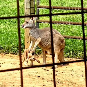 Red Kangaroo