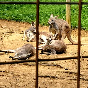 Red Kangaroo