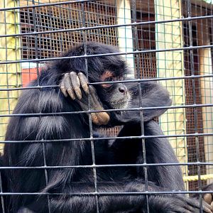 Black-Handed Spider Monkey