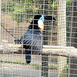 Channel-Billed Toucan