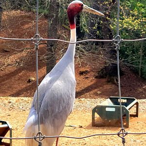 Sarus Crane