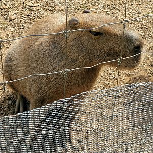 Capybara