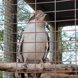 Laughing Kookaburra