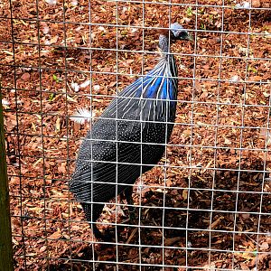 Vulturine Guineafowl
