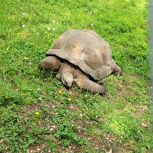 Aldabra Giant Tortoise