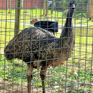 Emu