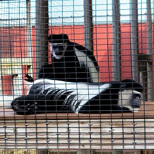 Black And White Colobus Monkey