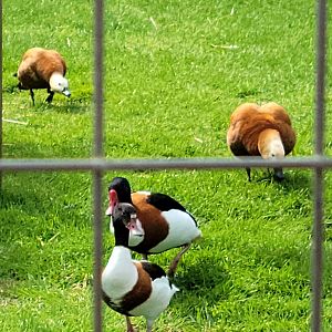 Common Shelduck