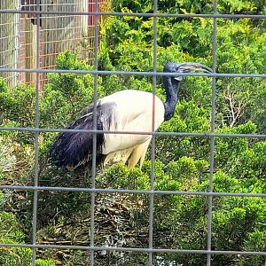 African Sacred Ibis
