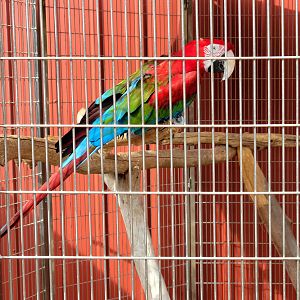 Green-Winged Macaw
