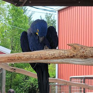 Hyacinth Macaw