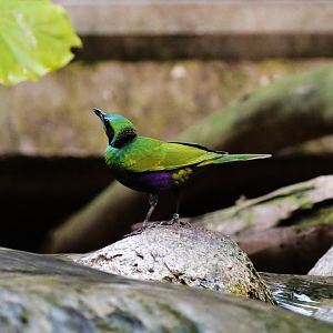 Emerald Starling