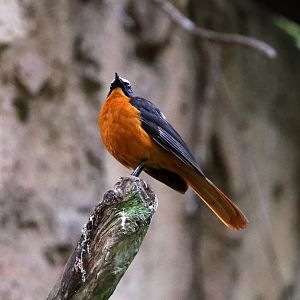 White-crowned Robin-chat