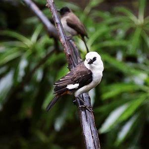 White-headed Buffalo-Weaver, with a Common Bulbul in the background
