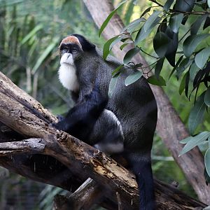 De Brazza's Monkey