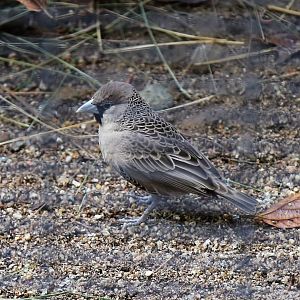 Sociable Weaver (Philetairus socius), December 2015