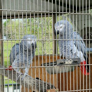 African Grey Parrot