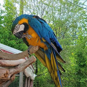 Blue And Gold Macaw