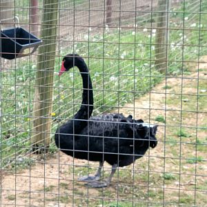 Australian Black Swan