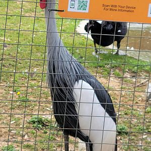 East African Crowned Crane