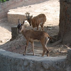 Sindh wild goat x Domestic goat kid - Lahore zoo 26/4/2025