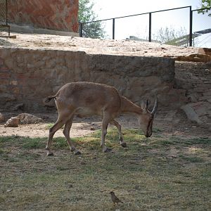 Sindh wild goat x Domestic goat - Lahore zoo 26/4/2025
