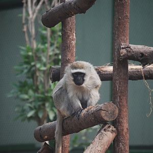 Vervet -  Lahore zoo 26/4/2025