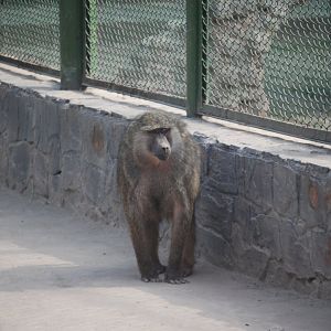 Olive baboon -  Lahore zoo 26/4/2025